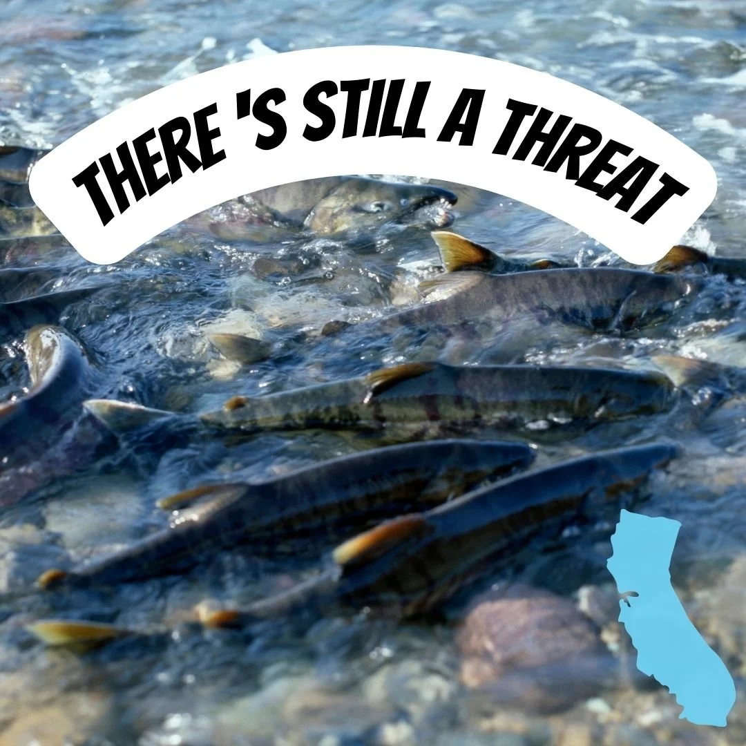 SOUTH-CENTRAL CALIFORNIA COAST STEELHEAD MAINTAIN THREATENED LISTING STATUS