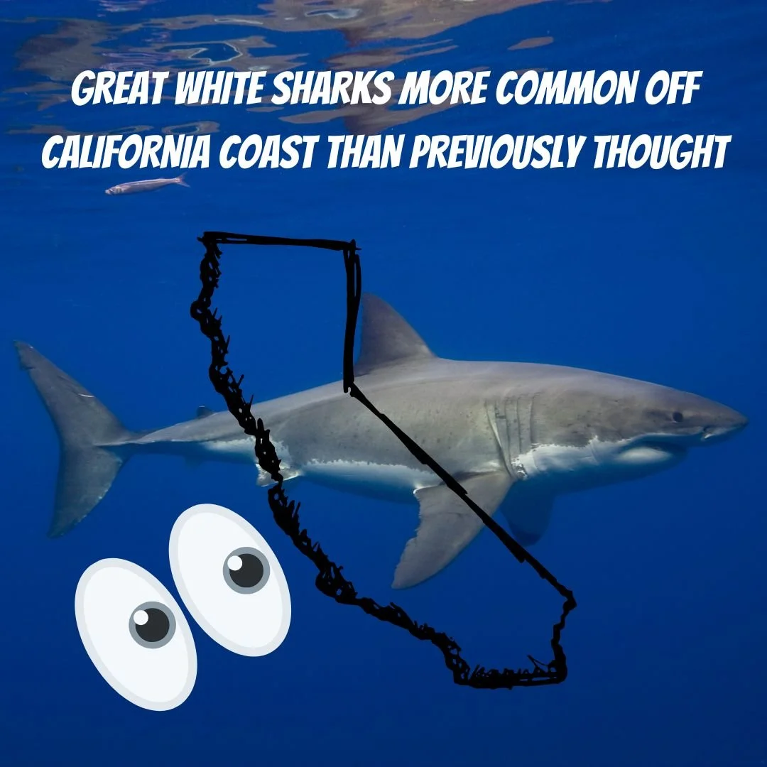 GREAT WHITE SHARKS MORE COMMON OFF CALIFORNIA COAST THAN PREVIOUSLY THOUGHT
