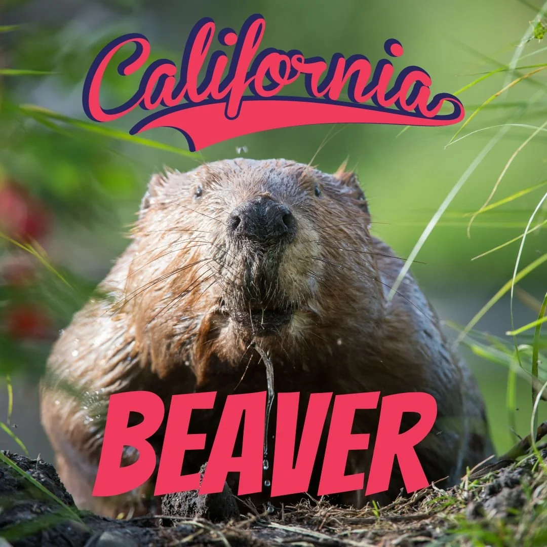 NEW CDFW POLICY RECOGNIZES ECOLOGICAL VALUE OF BEAVERS IN CALIFORNIA