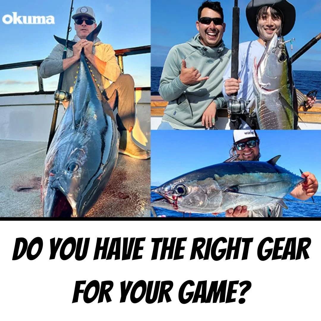 The Longfin Are Within Reach, And With Okuma Gear You Can Catch Them!