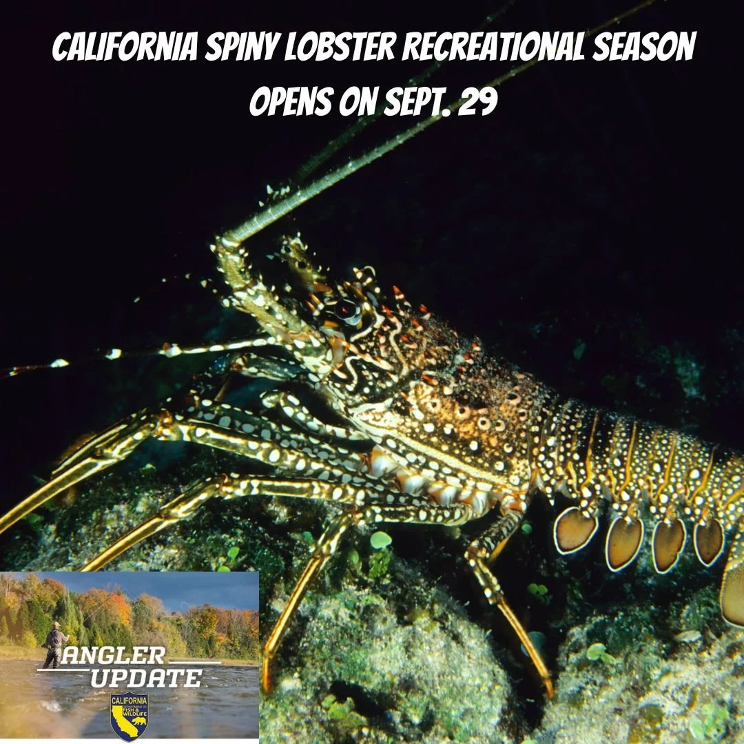 California Spiny Lobster Recreational Season  Opens on Sept. 29