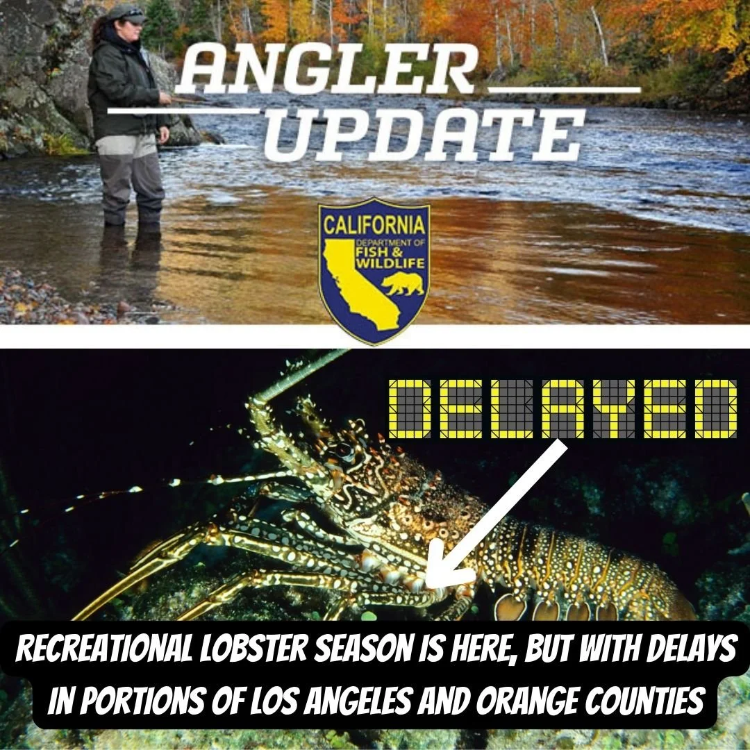 Recreational Lobster Season is Here, but with Delays in Portions of Los Angeles and Orange Counties