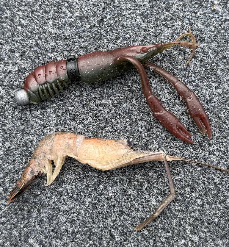 The Secret in the Stomach: Why the Bass Wants What It Wants