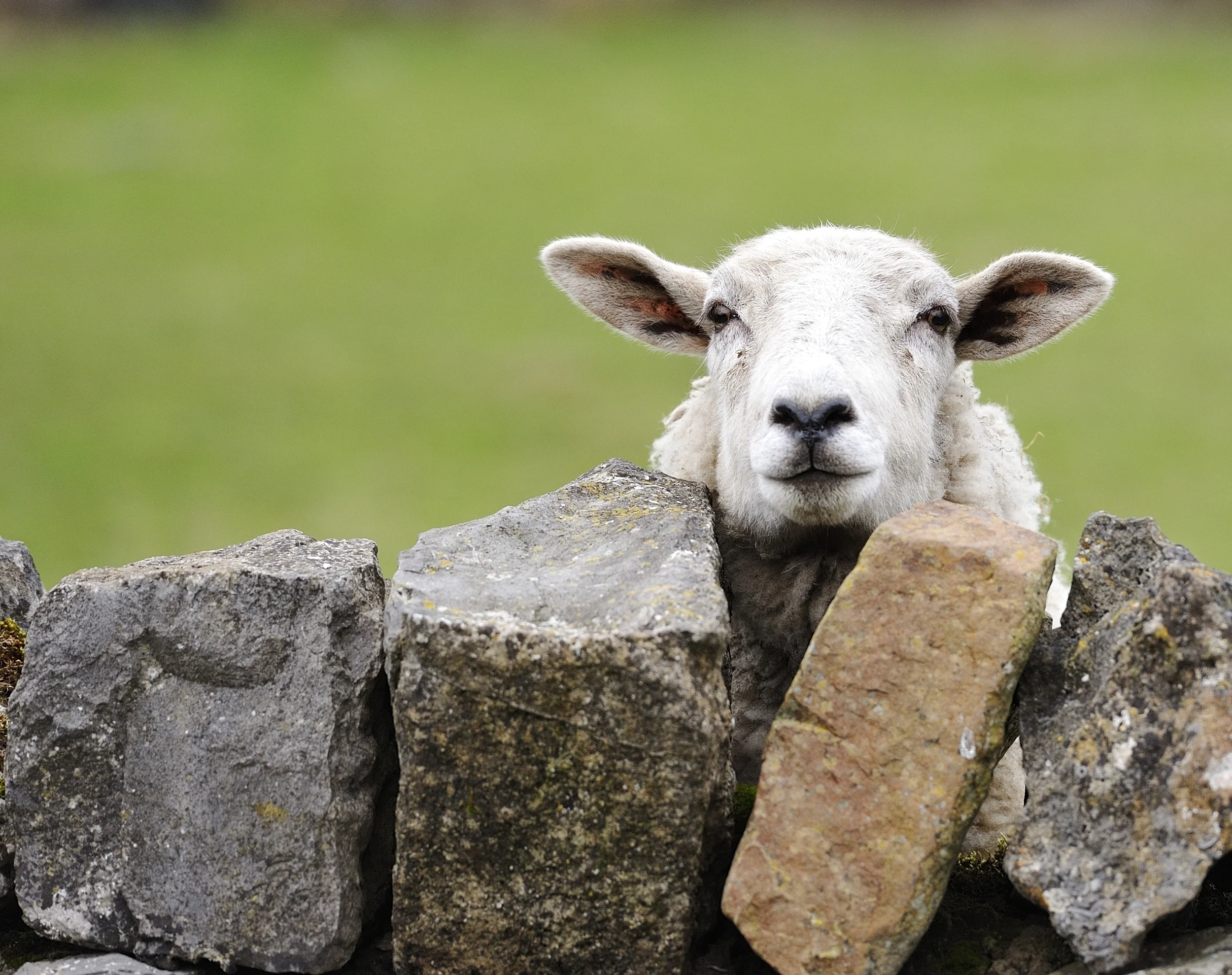 Photo by DrewRawcliffe/iStock / Getty Images