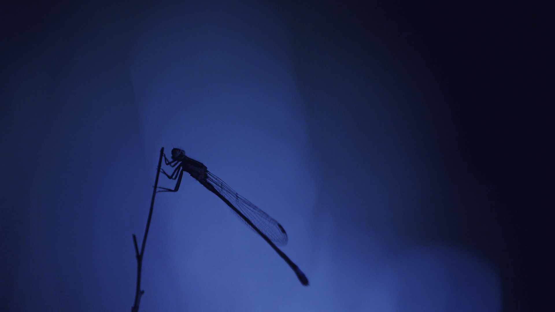 C0009.MP4.12_54_04_15.Still001.png