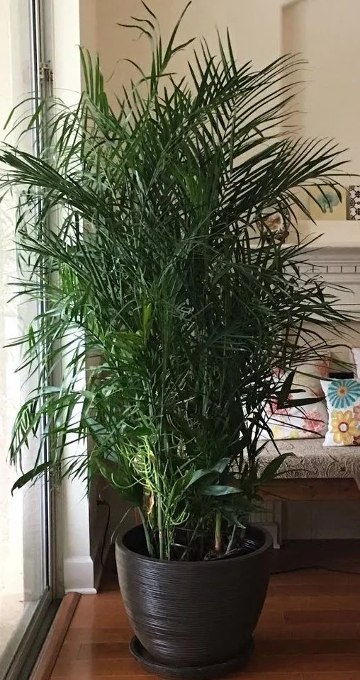 bamboo palm.jpg