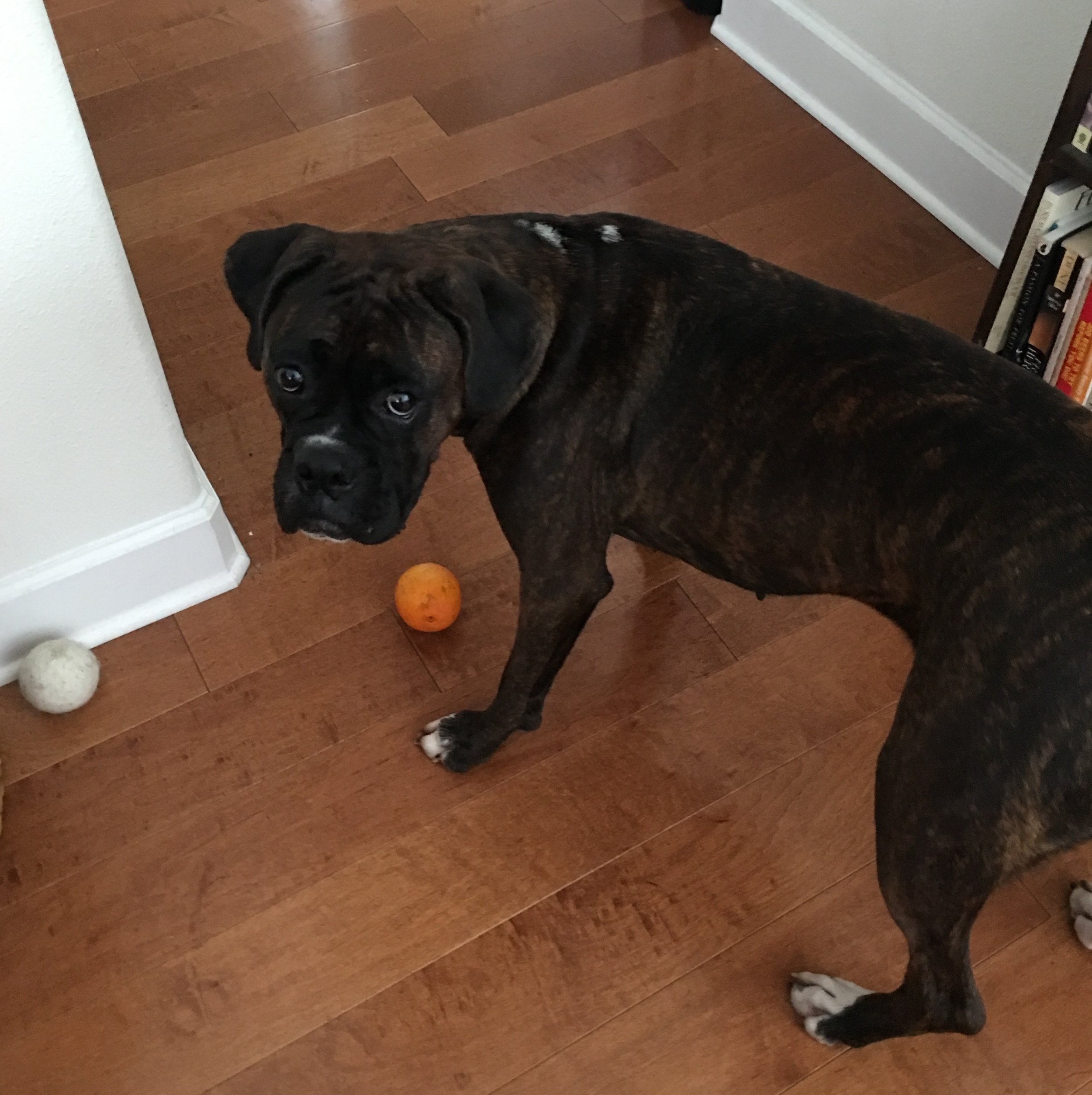 The thrill of the orange! Note the wool laundry ball — another favourite — nearby.
