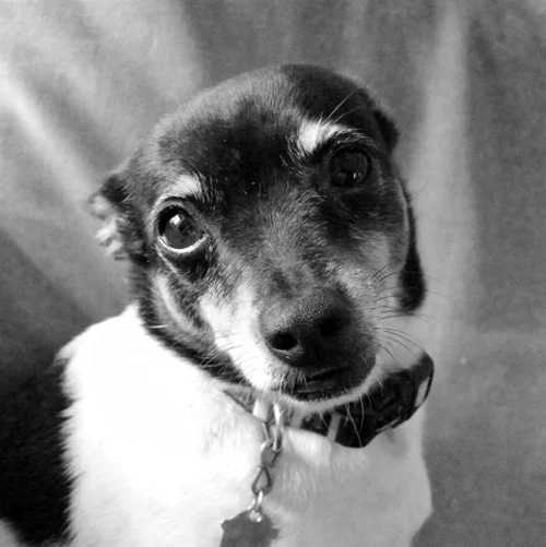 Wilbur-01_480x480.jpg