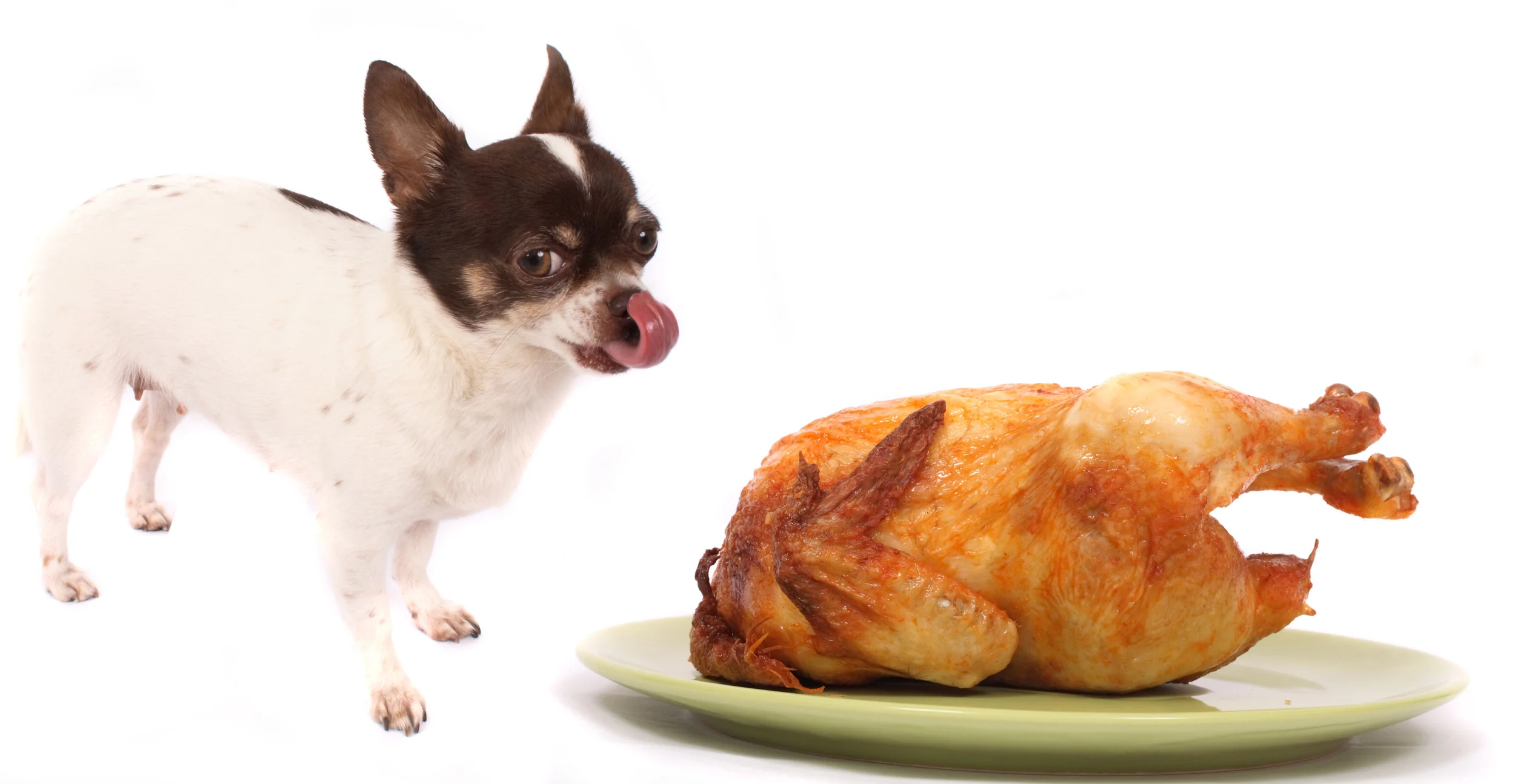 Chihuahua_and_Turkey.jpg