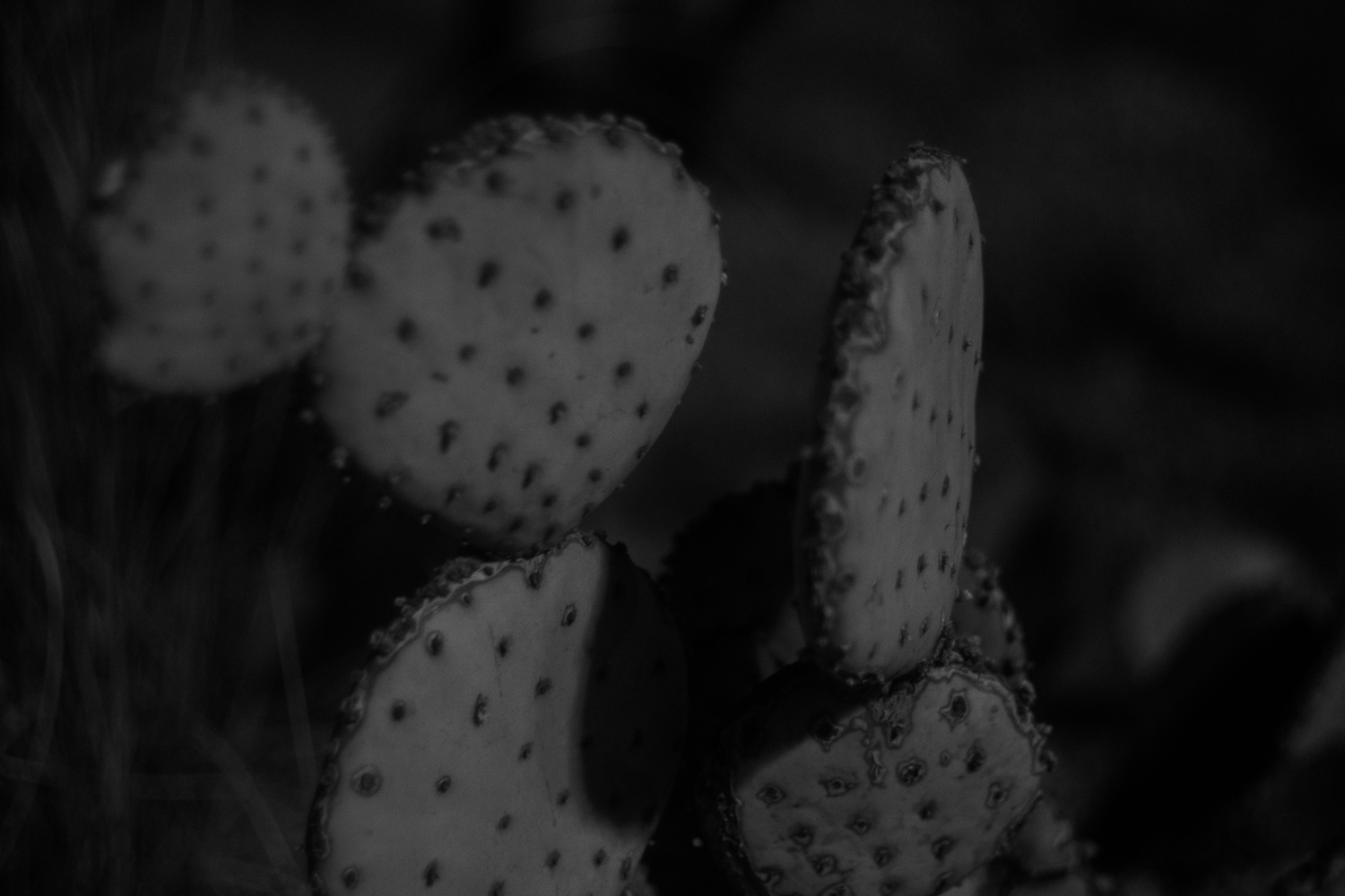 DSC03535-12.jpg