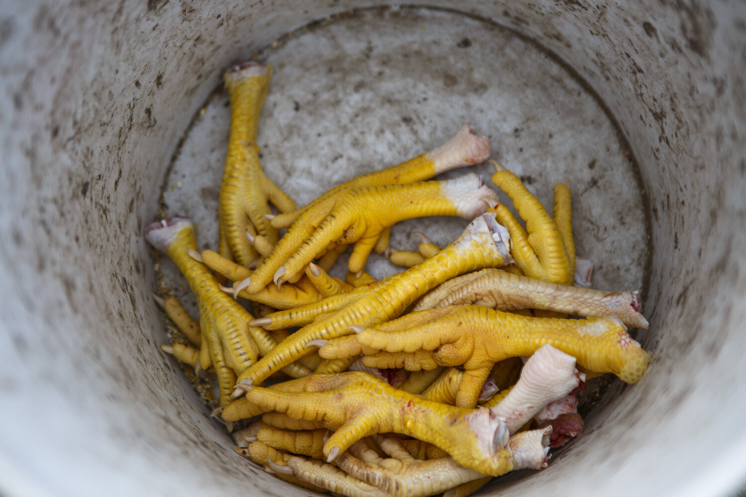  Chicken feet fill a bucket after Connie and Millard Locklear spent the day processing chickens. 