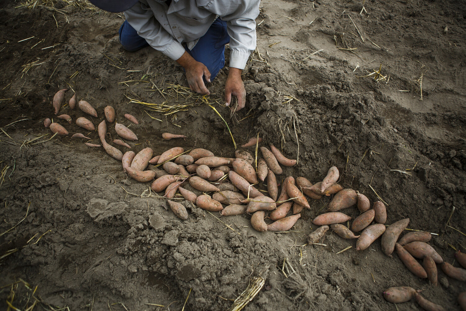  Duncan Locklear plants sweet potatoes on his family’s farm. His parents hope that one day he will take over the farm which has existed for over 100 years. 