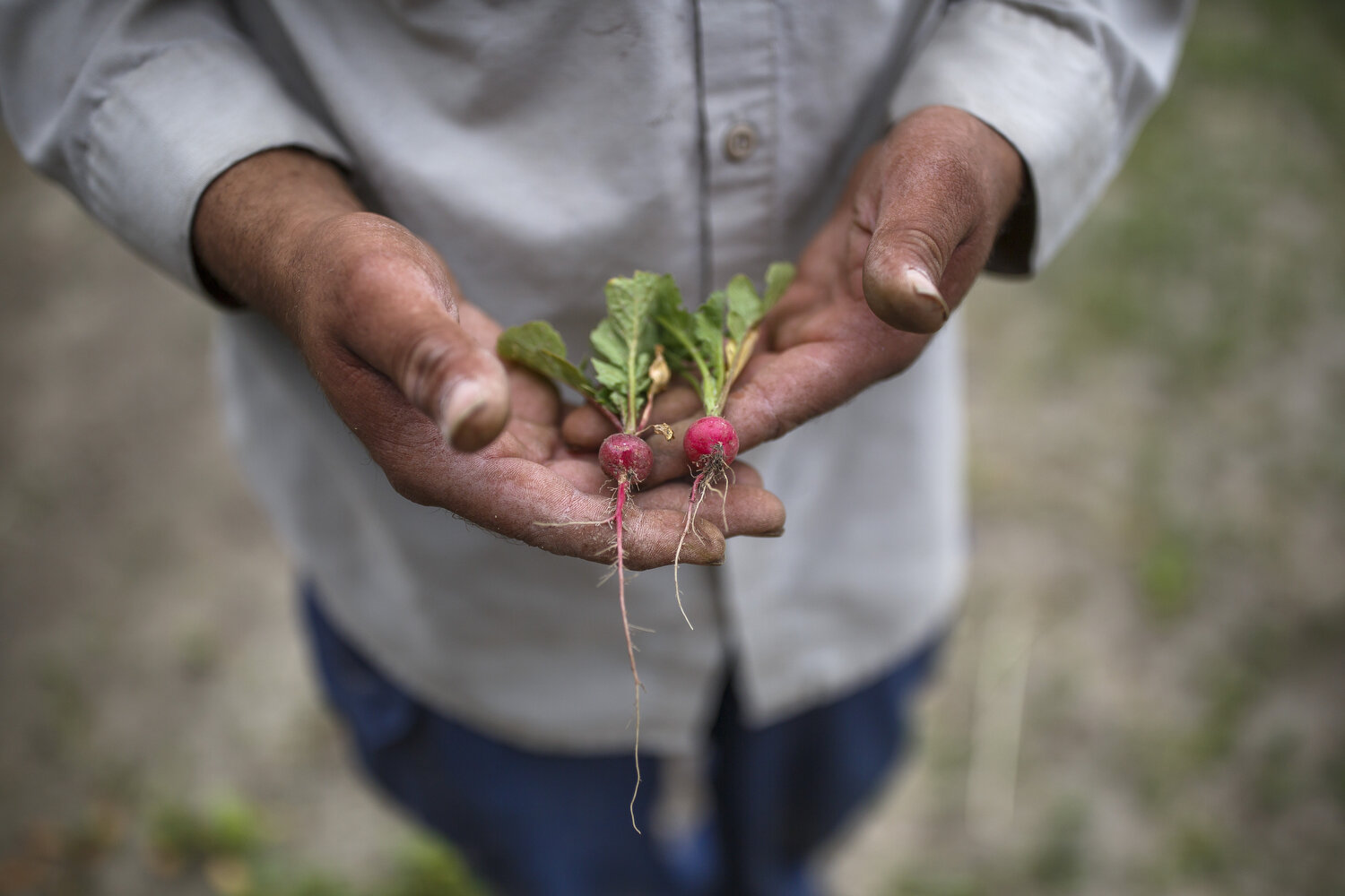  Duncan Locklear holds radishes at his family’s farm in Pembroke. 