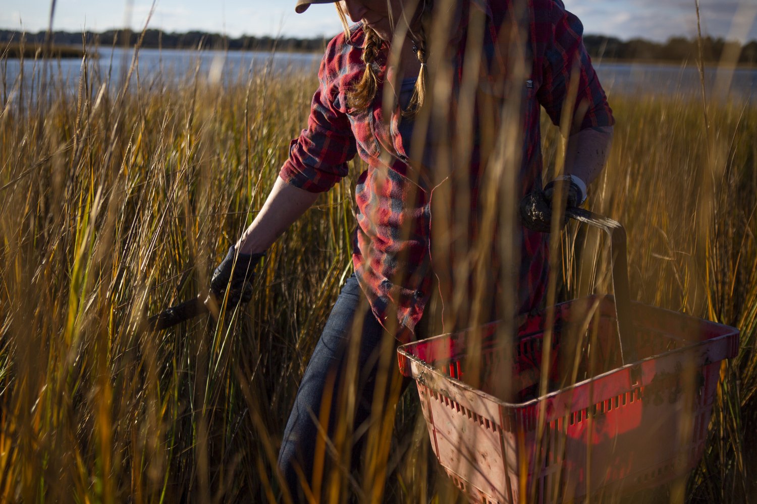  Ana Shellem, who owns Shell’em Seafood, looks for wild mussels on an island near Wrightsville Beach, North Carolina.  For The New York Times 