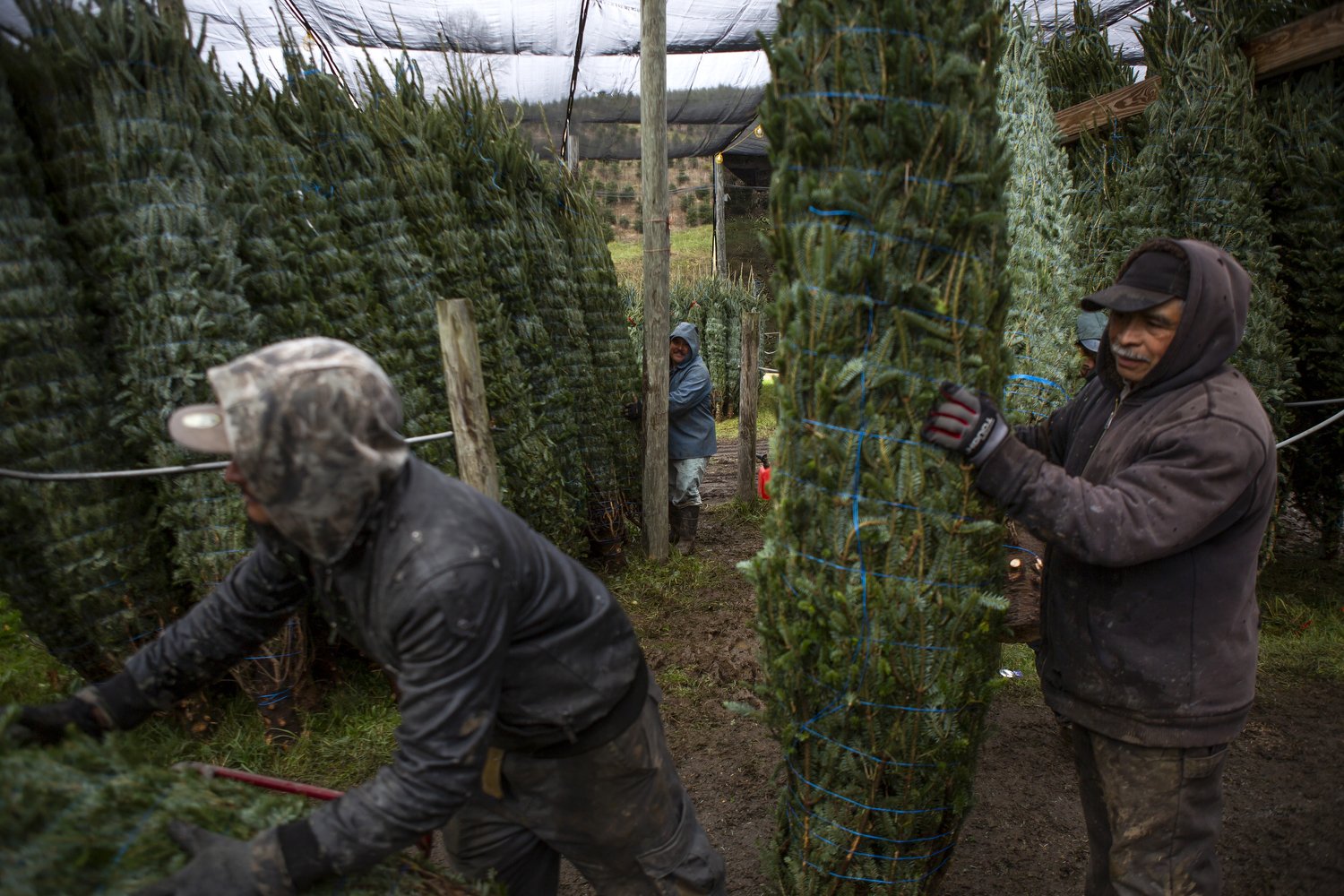  Carrie McClain manages Hart-T-Tree Farms, the business that her father started in the late 1970s, based in Grassy Creek, North Carolina. The farm specializes in Fraser fir Christmas trees and sends them all over the country. McClain is also on the A