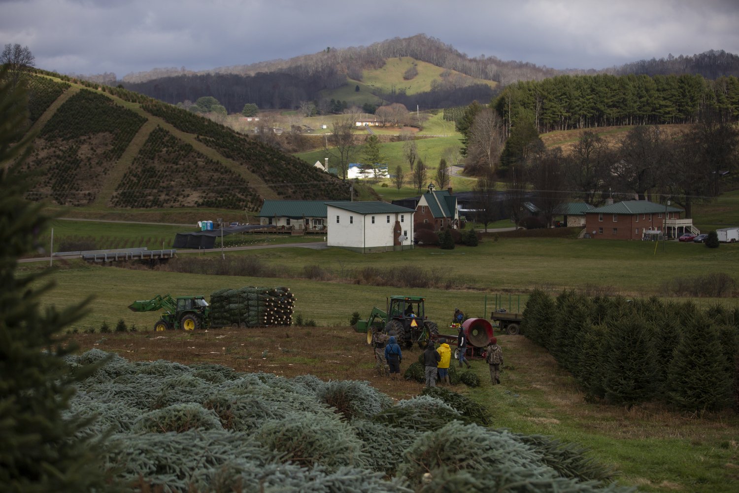  Hart-T-Tree Farms in Grassy Creek, North Carolina. The farm specializes in Fraser fir Christmas trees and sends them all over the country. McClain is also on the Ashe County Christmas Tree Association board. Ashe County produces the most Christmas t