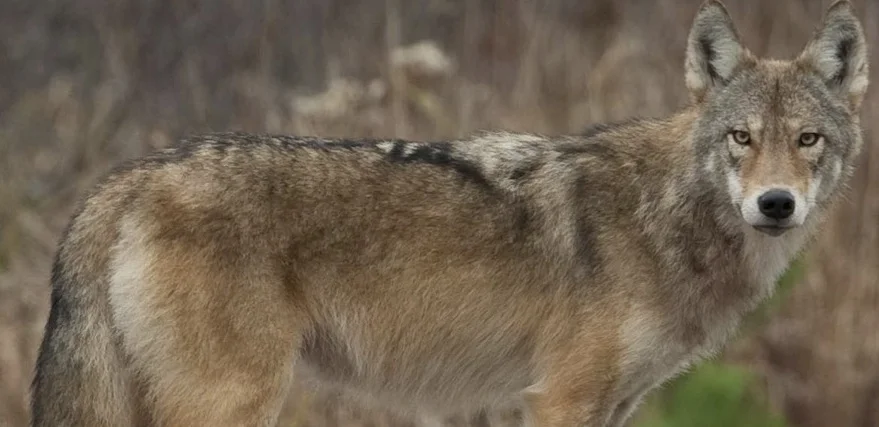 Eastern wolf photo Michael Runtz