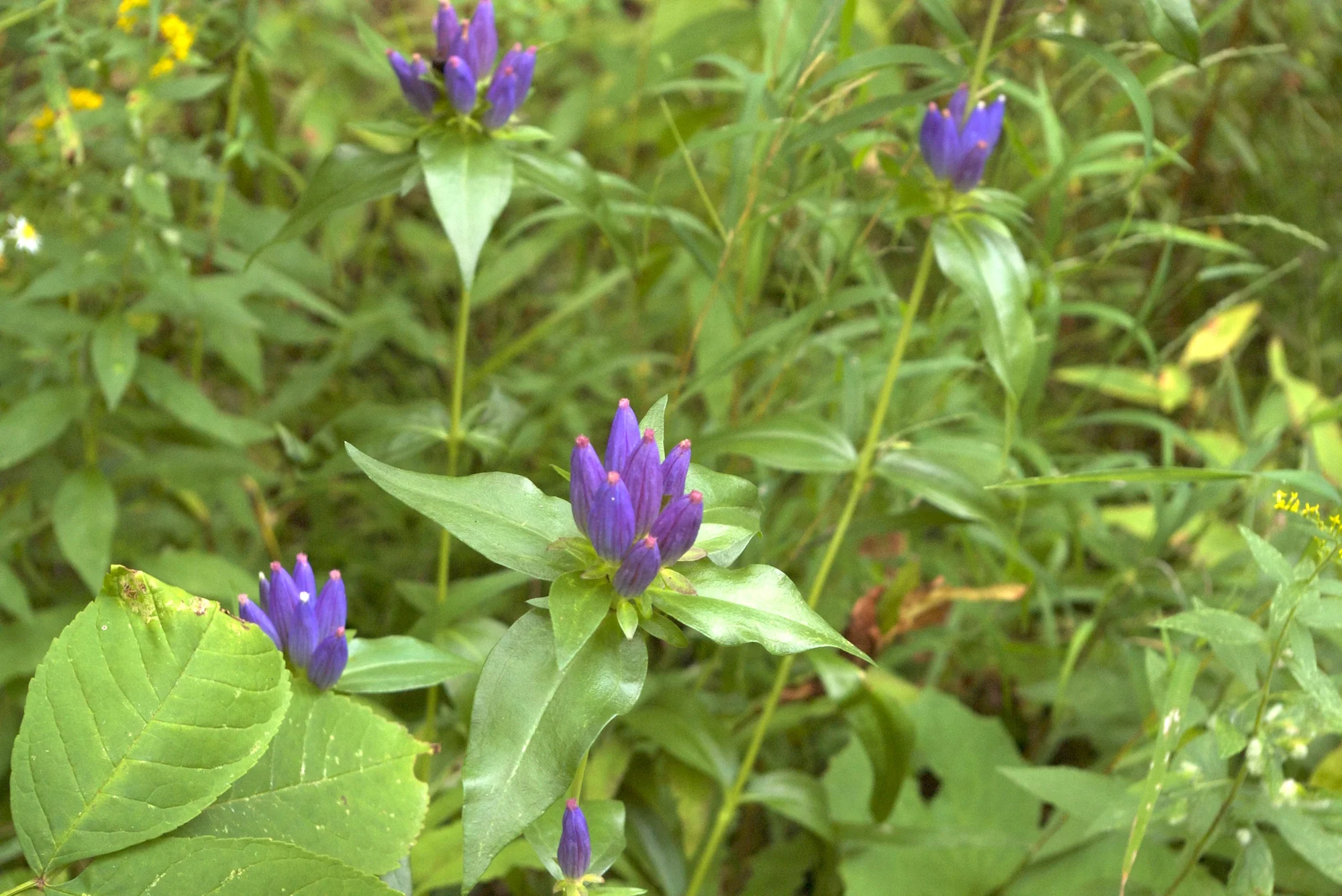 Closed gentian, Gentiana clausa