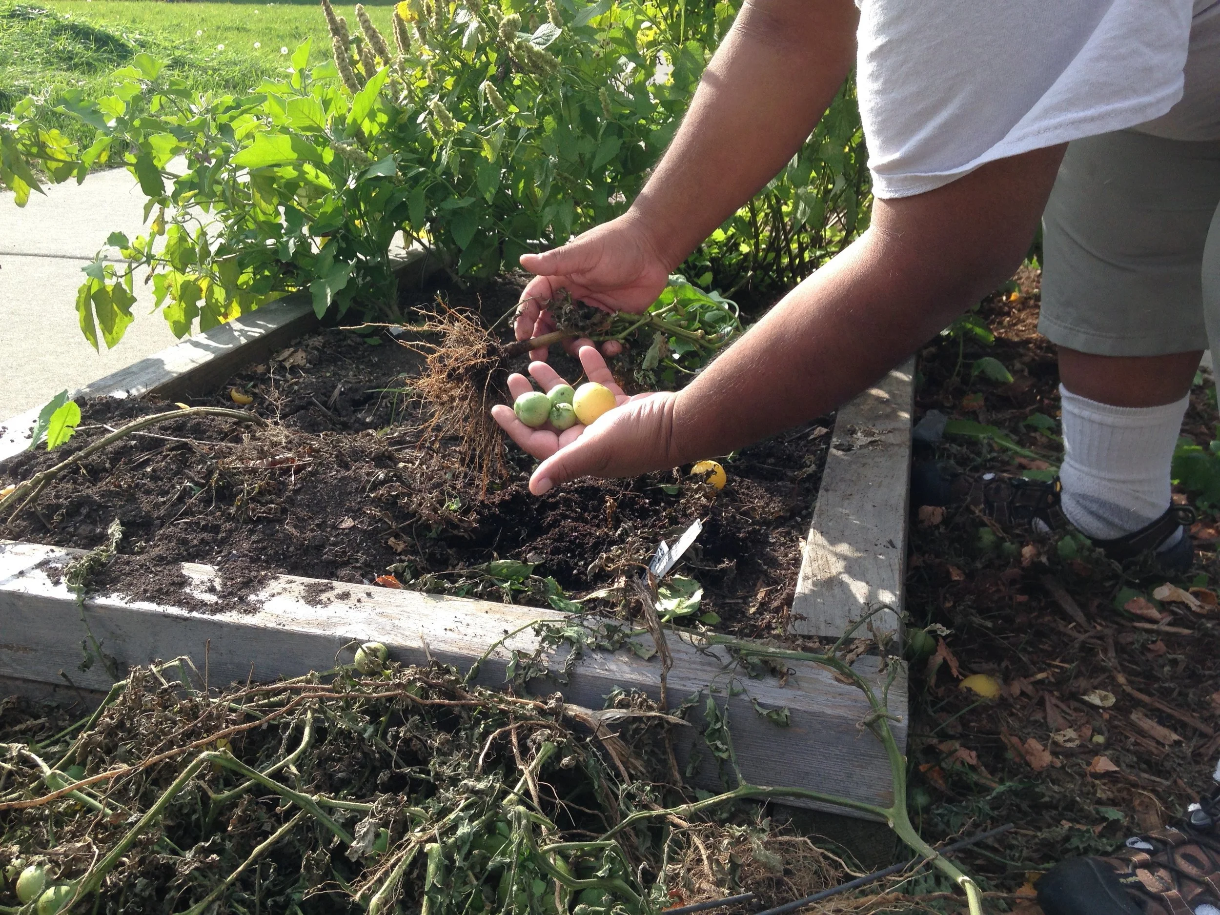 Walking the Green Path: Growth Beneath the Surface