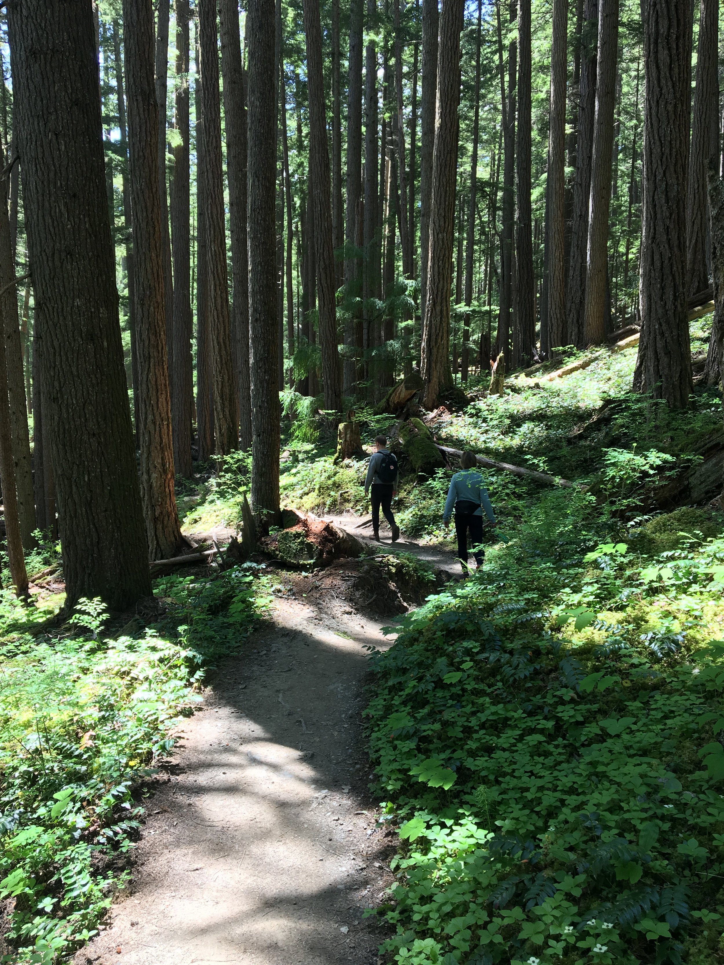 Home amongst the trees