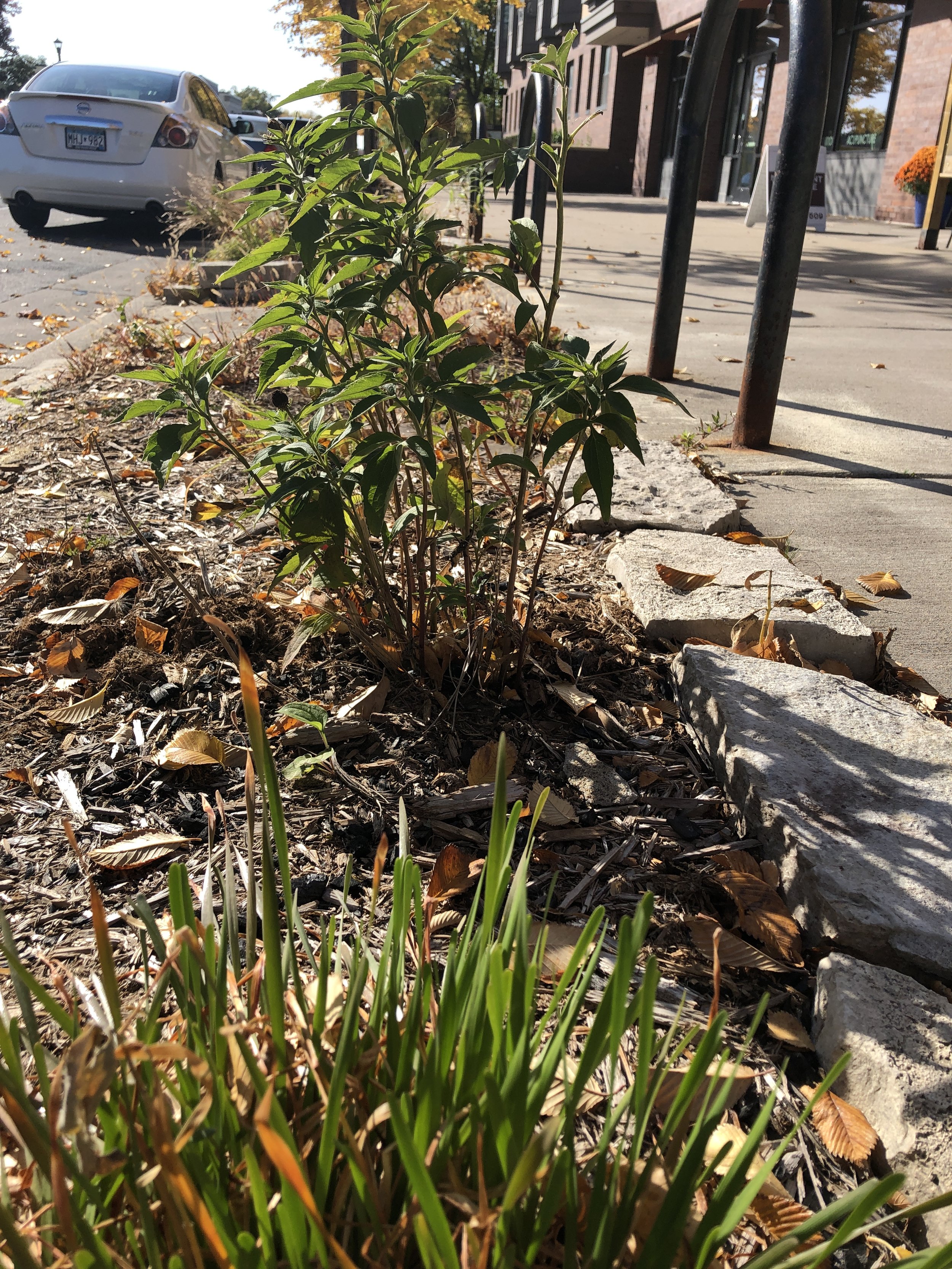 Re-Planting and Re-Seeding