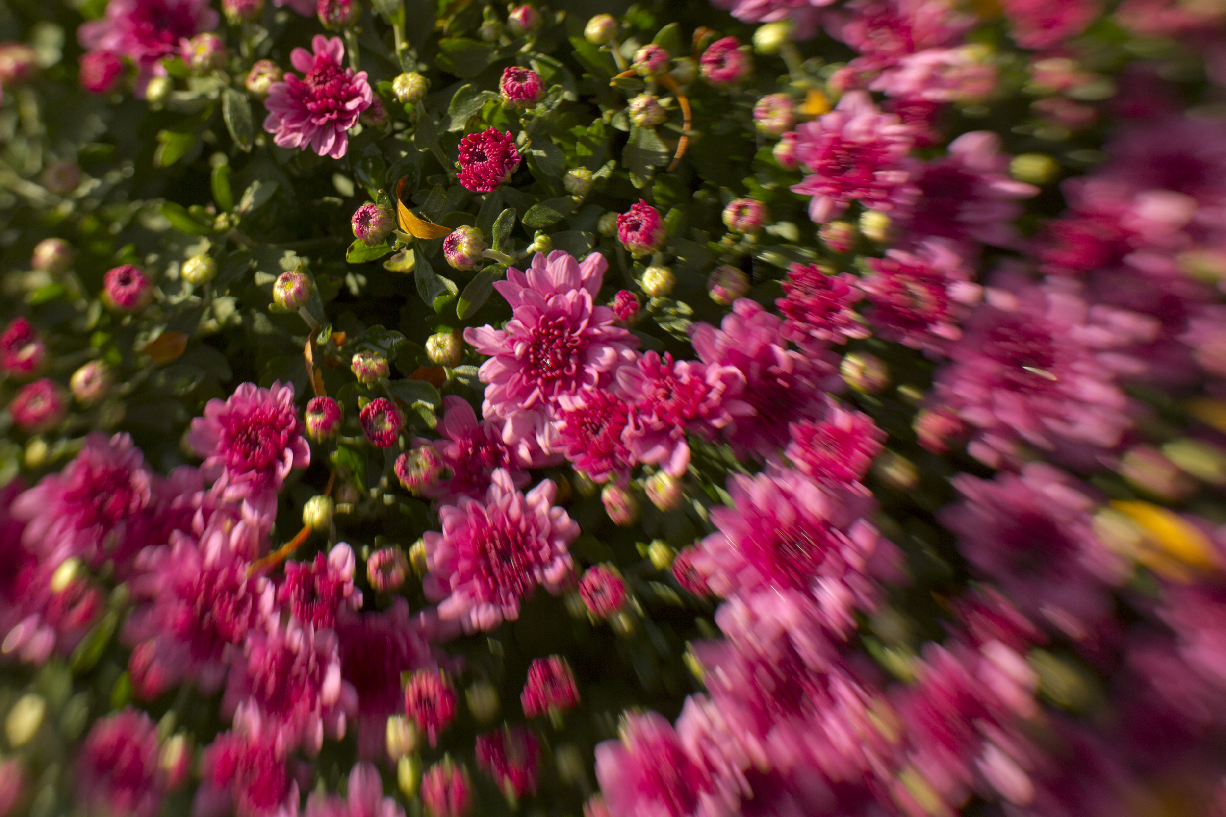 Flower_Lens Baby Composer Test.jpg