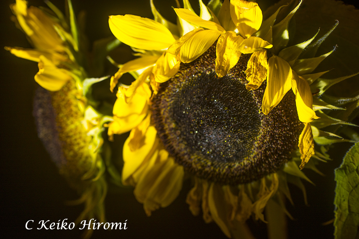 20170905-0G7A0178..jpg