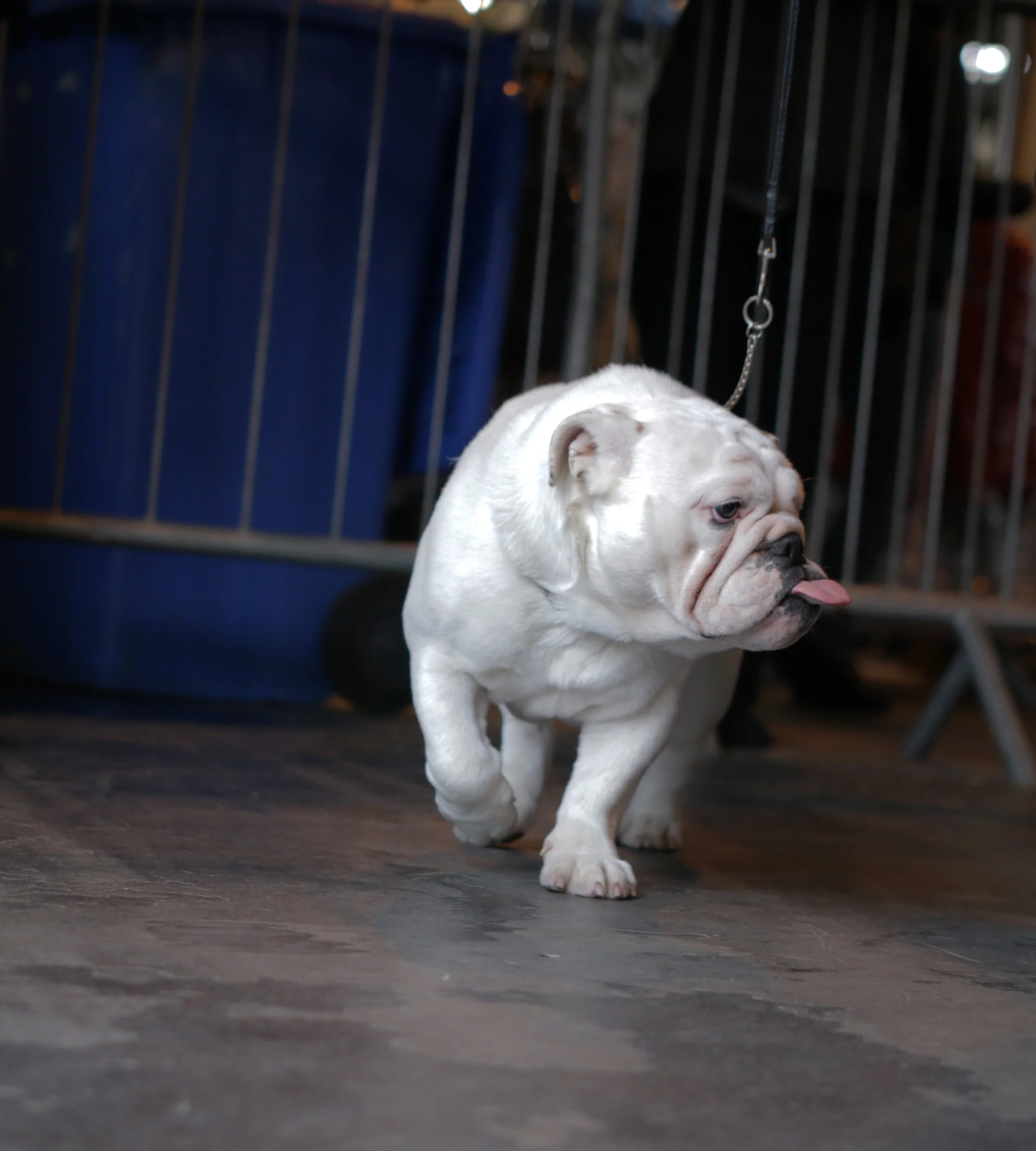 english-bulldog.jpg