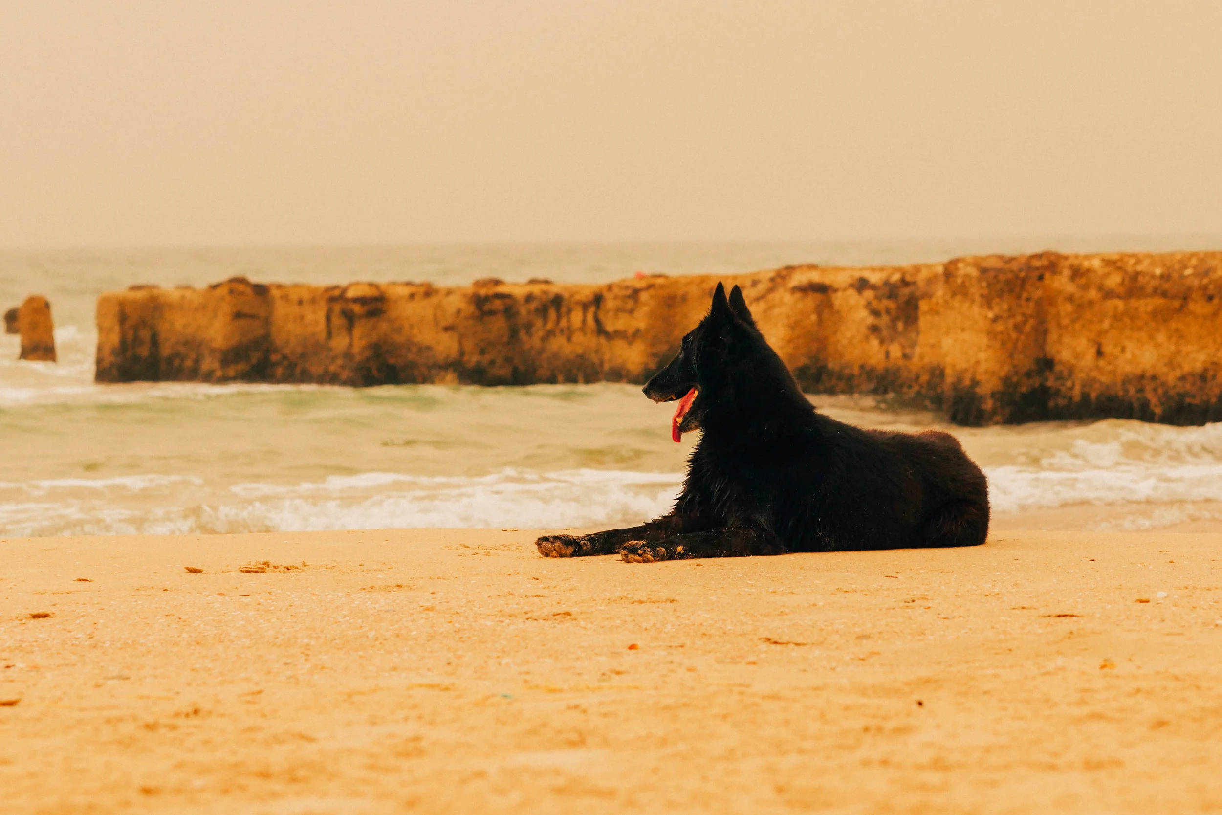 Belgian Shepherd / Cooling and chilling