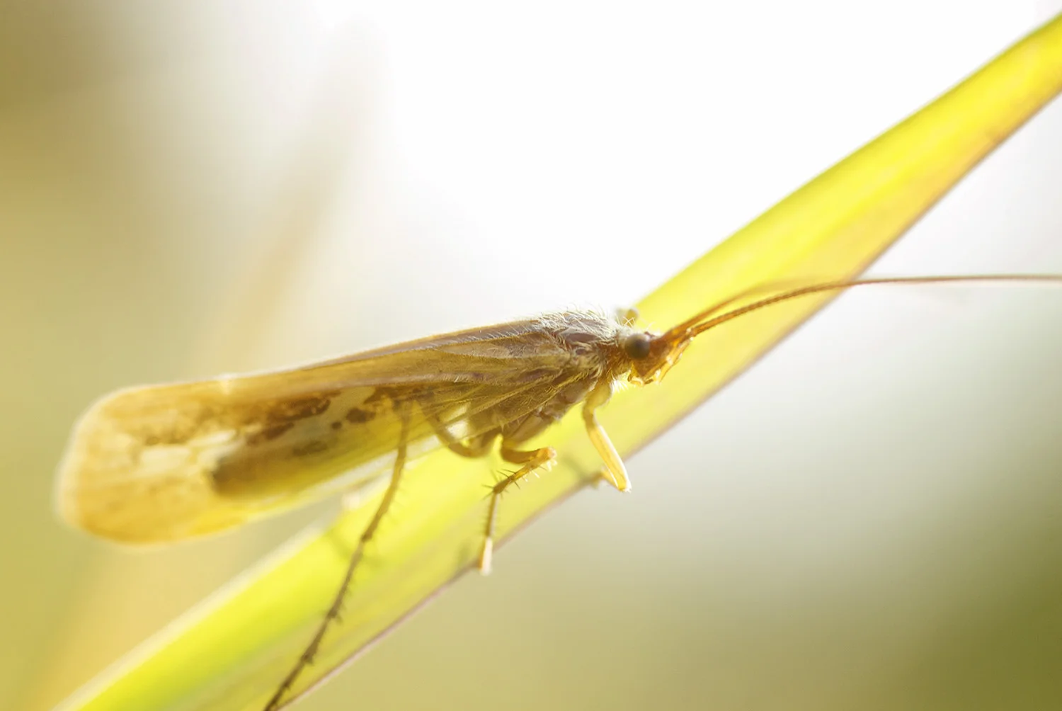 hatch_octobercaddis_site.jpg