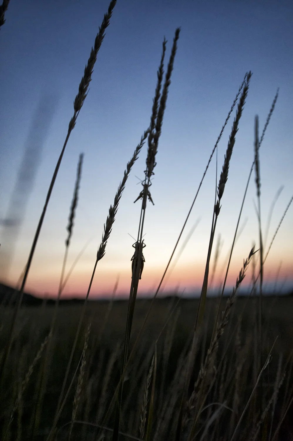 hatch_hopperssunsetgrass_site.jpg
