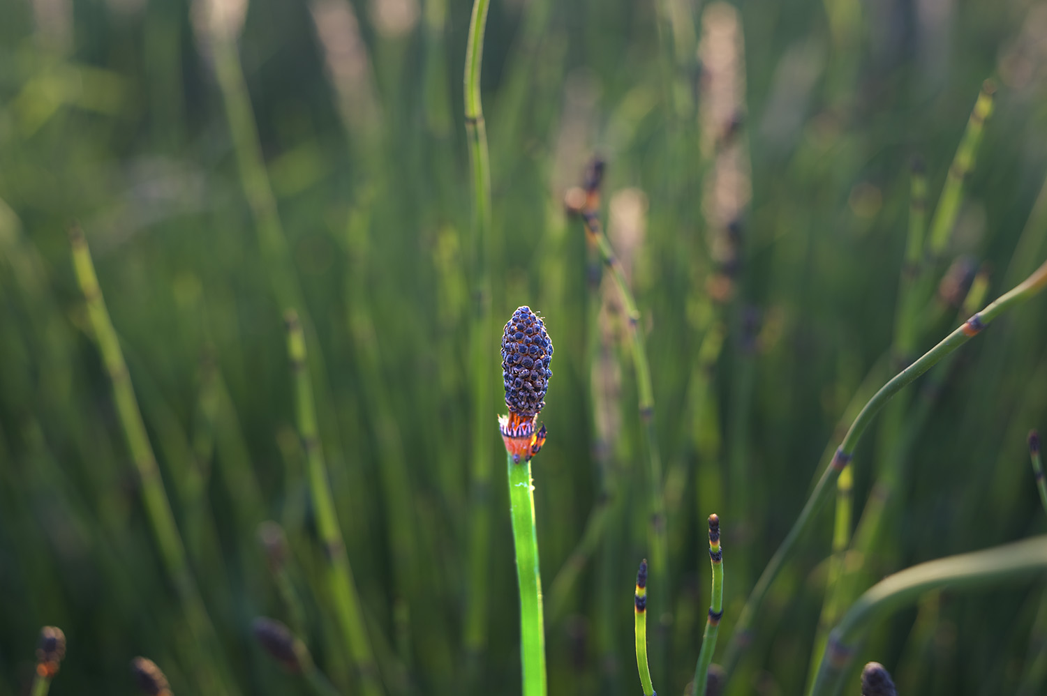 Horsetail Grass