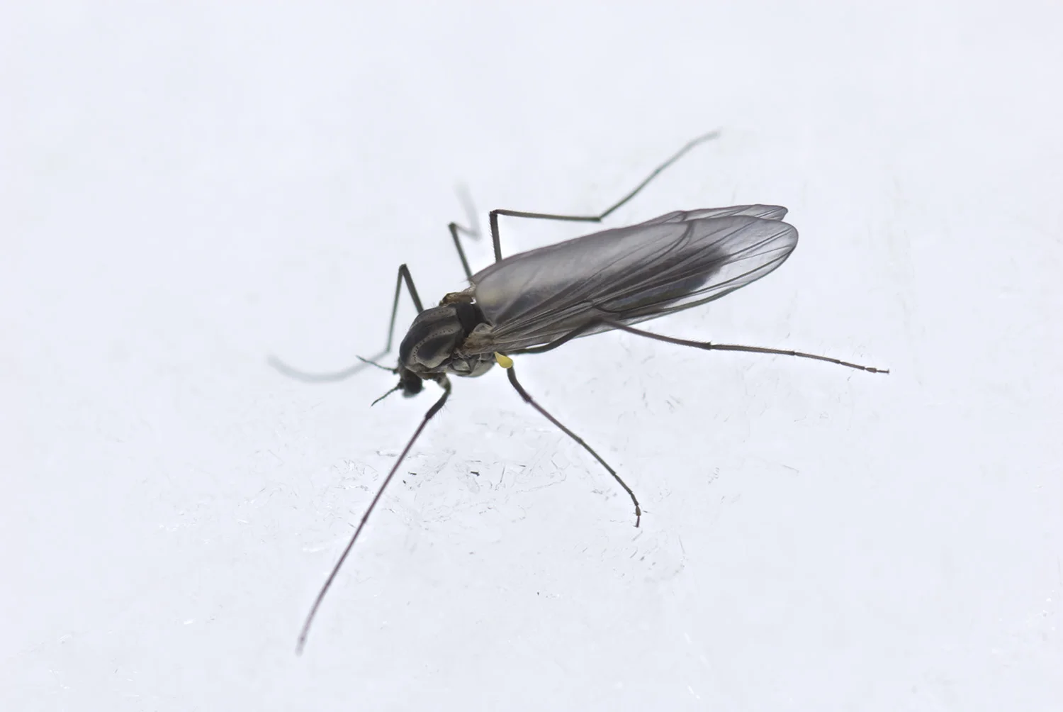 Winter Midge