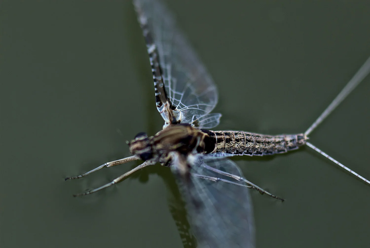Callibaetis Color