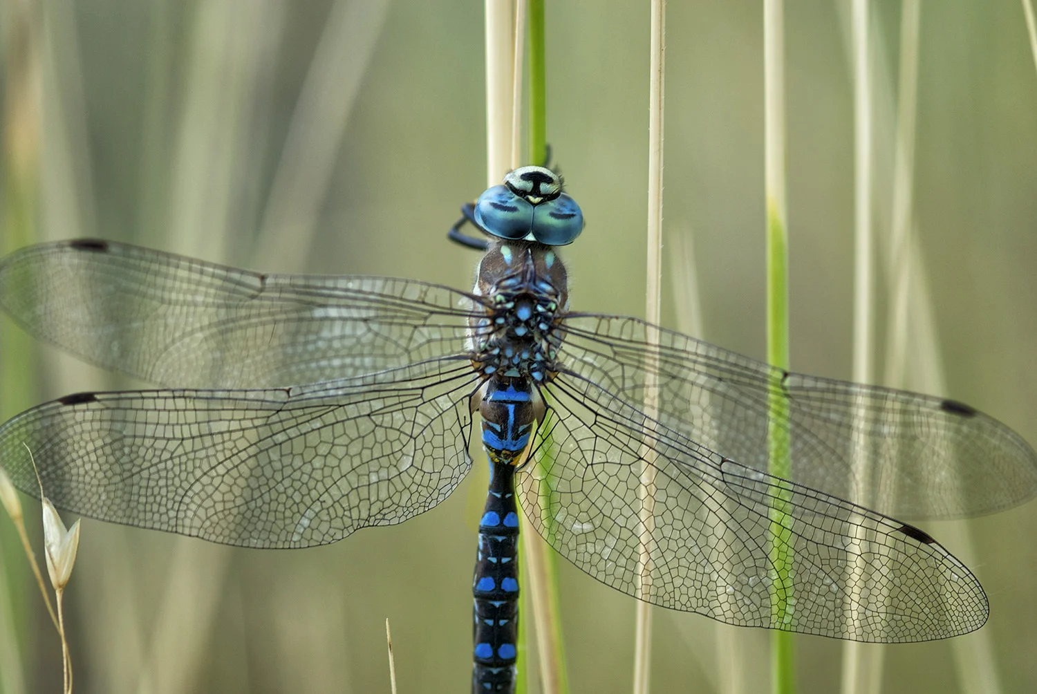 Dragonfly