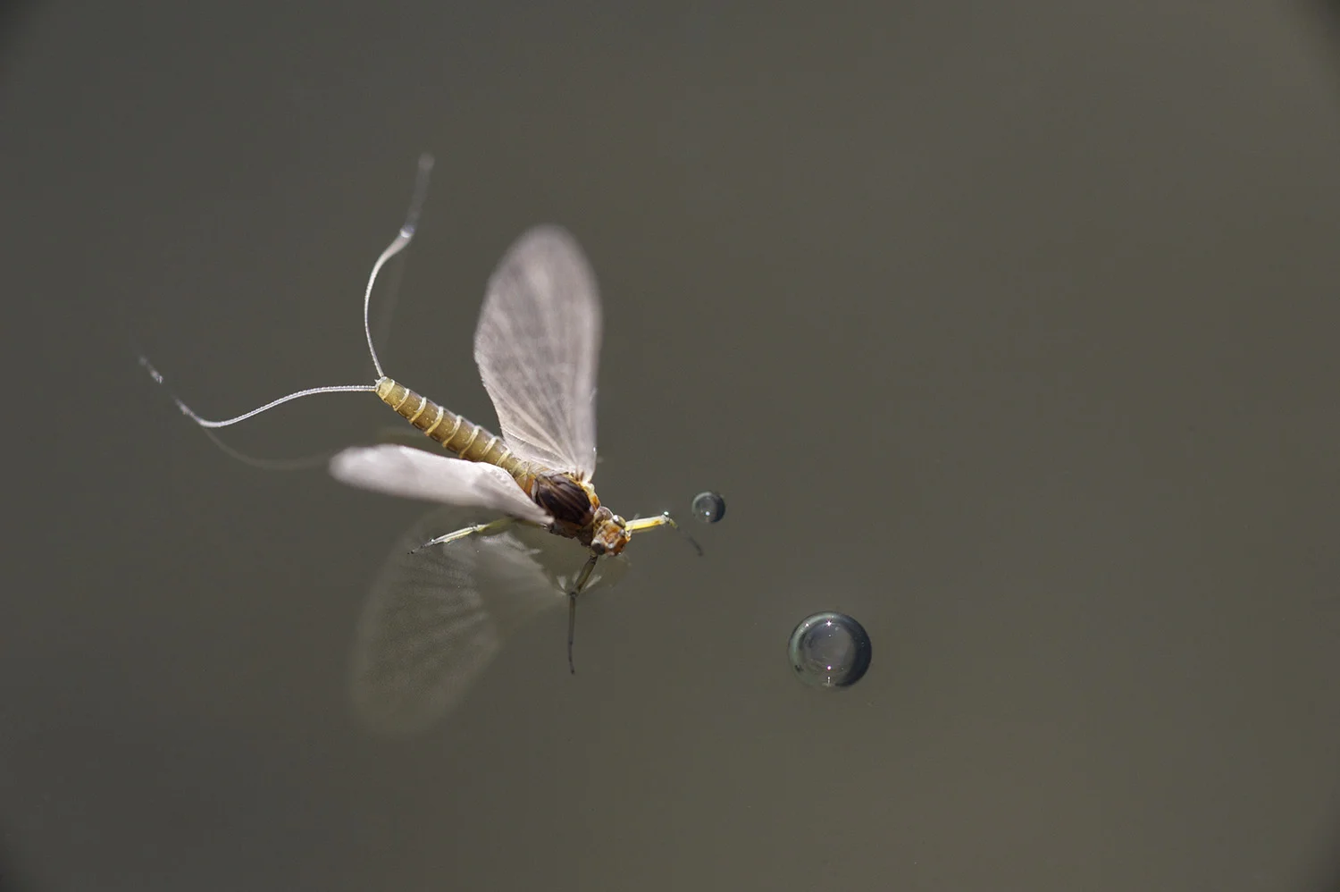 Baetis