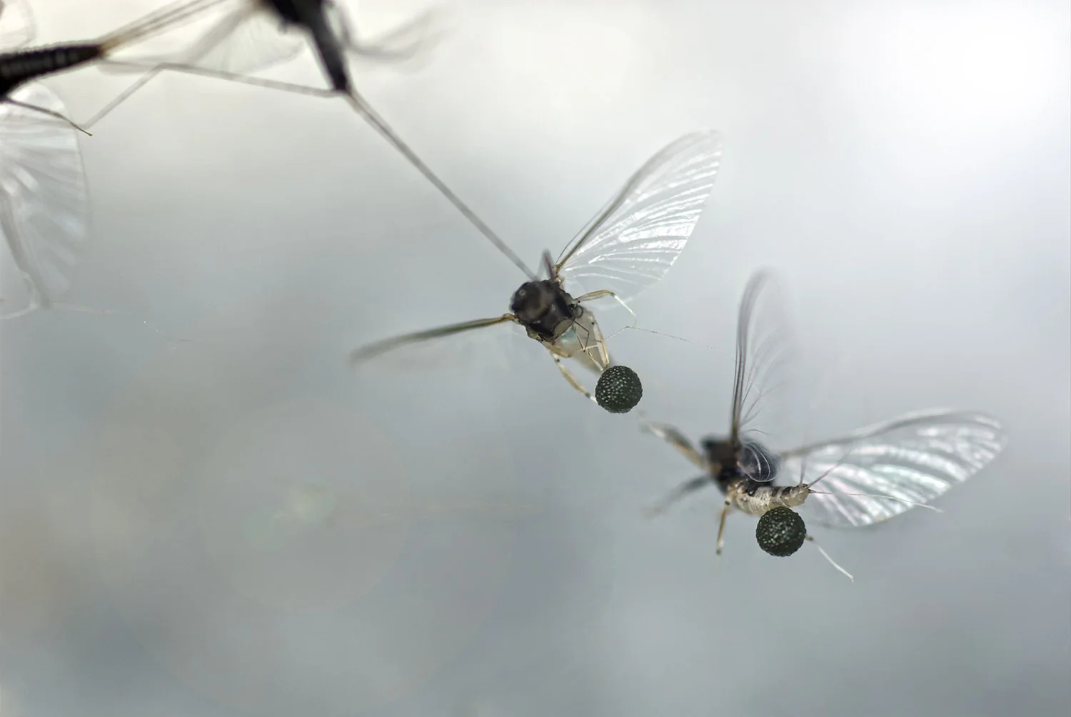 Female Tricos