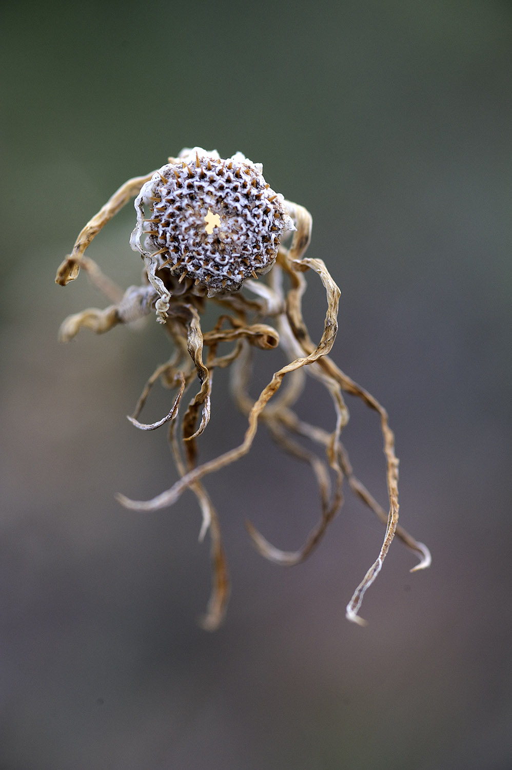 Dried Wildflower III