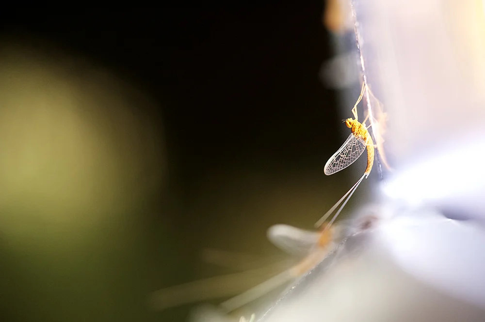 Headlight Callibaetis