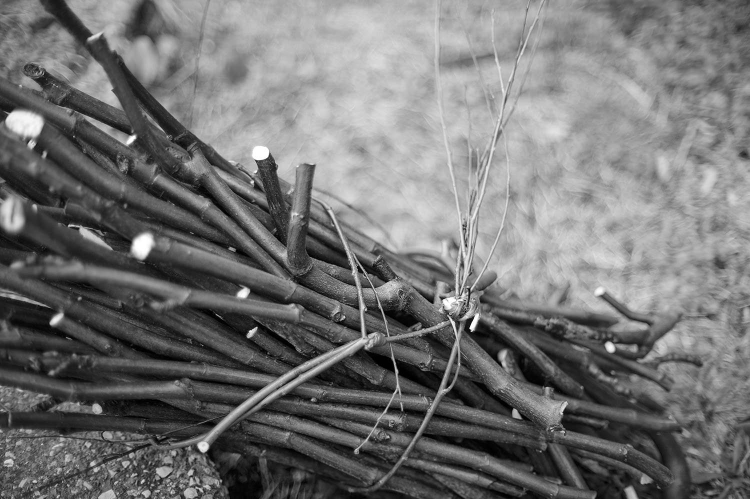 Bunch of Sticks