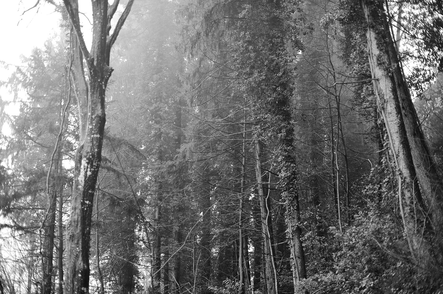 Tuscan Forest
