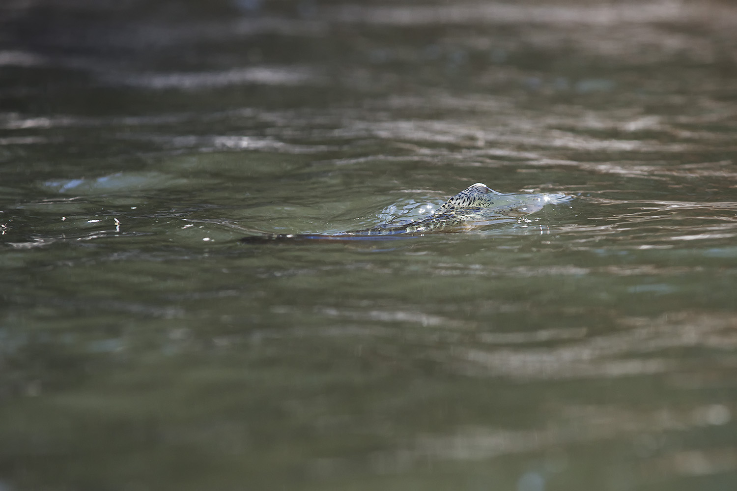 A midging Rainbow sharks near the surface of the Big Wood River. March.