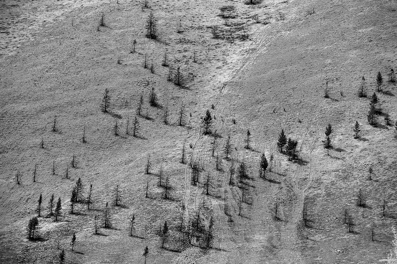 Beaver Creek Burn Area & Spring. Idaho.