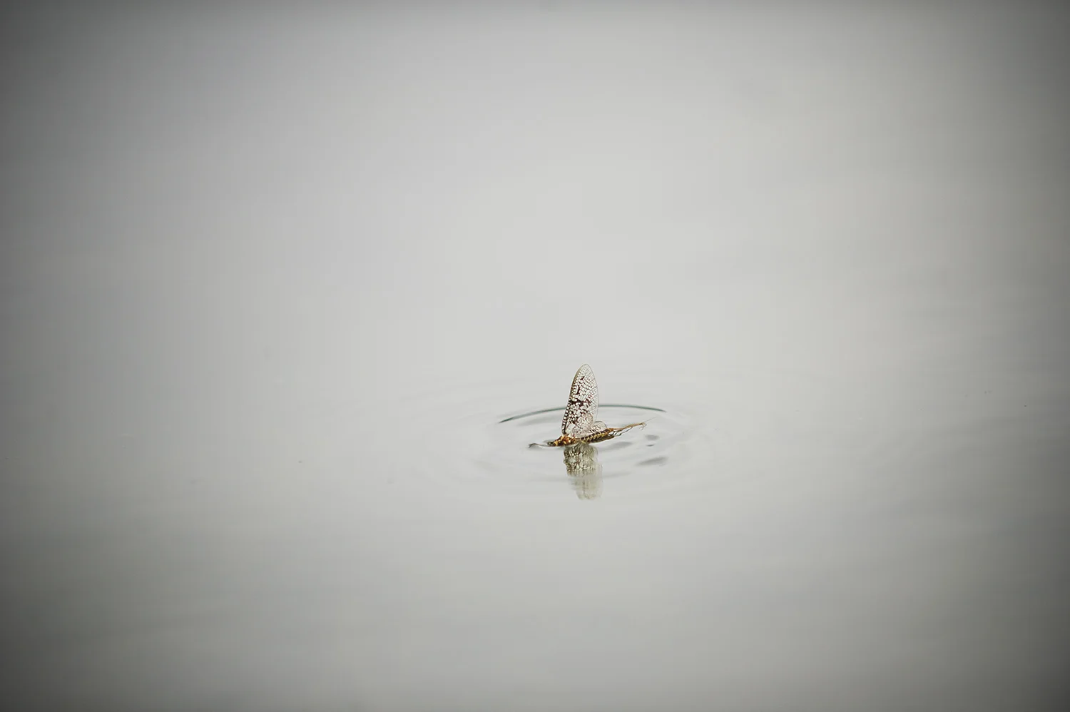 Brown Drake & Negative Space. Silver Creek, Idaho.