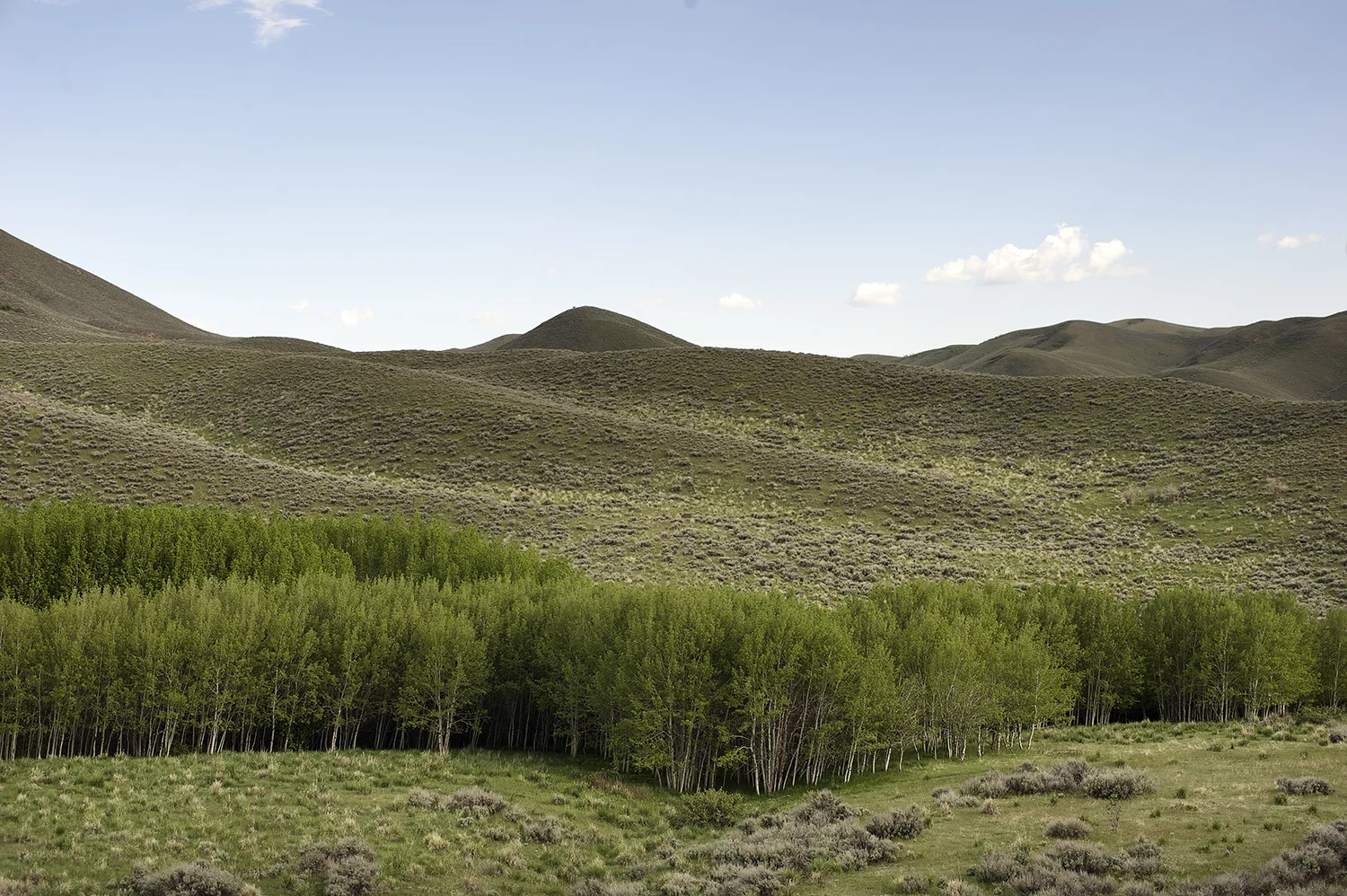 Spring Aspen