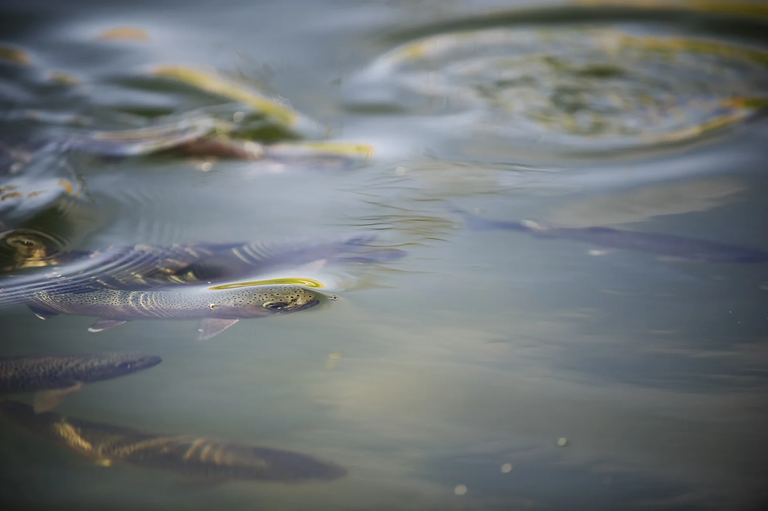 rising rainbow trout.jpg