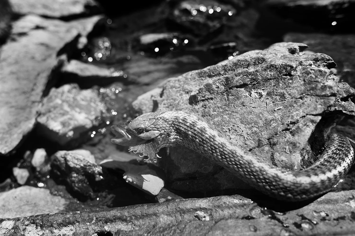 Garter Snake & Sculpin. Idaho.