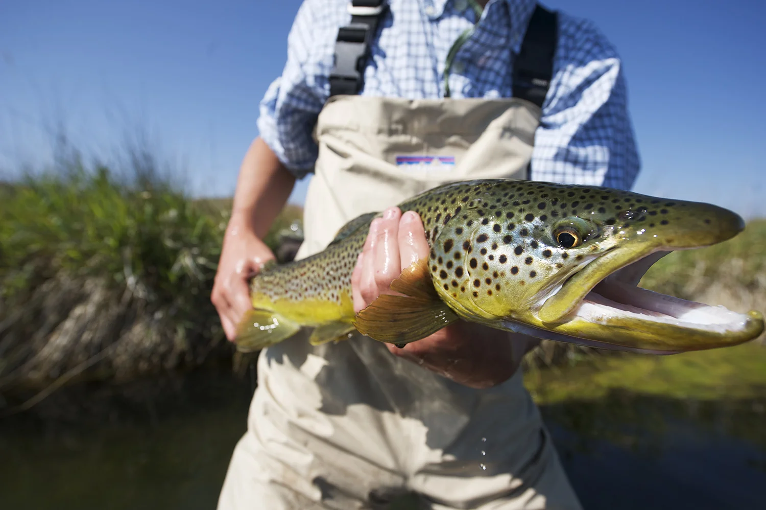 Pete Kapp and his own rendition of a nice brown.