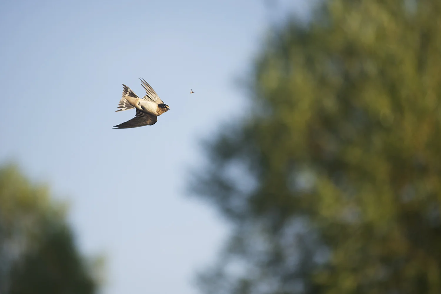 A swallow just above Silver Creek locks on to a flying ant.
