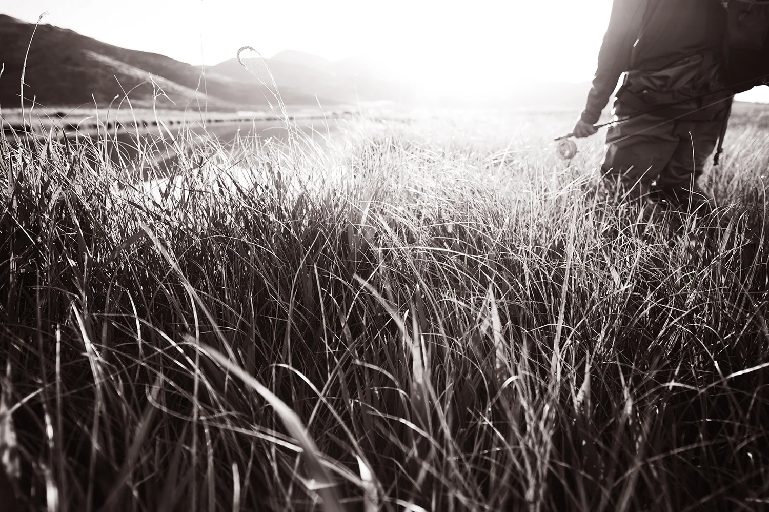 Tall grass and first light.
